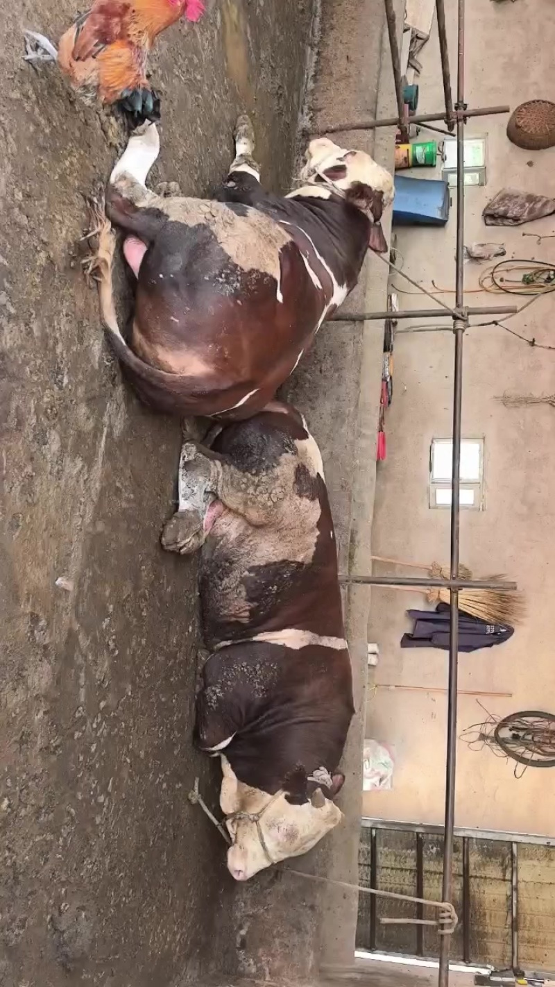 活牛出售