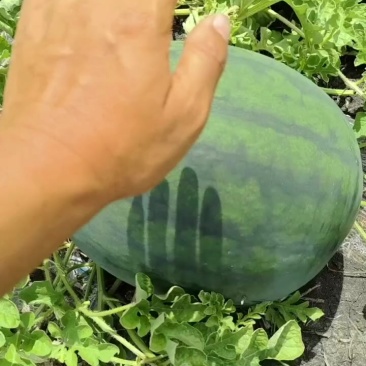 黑皮甜王