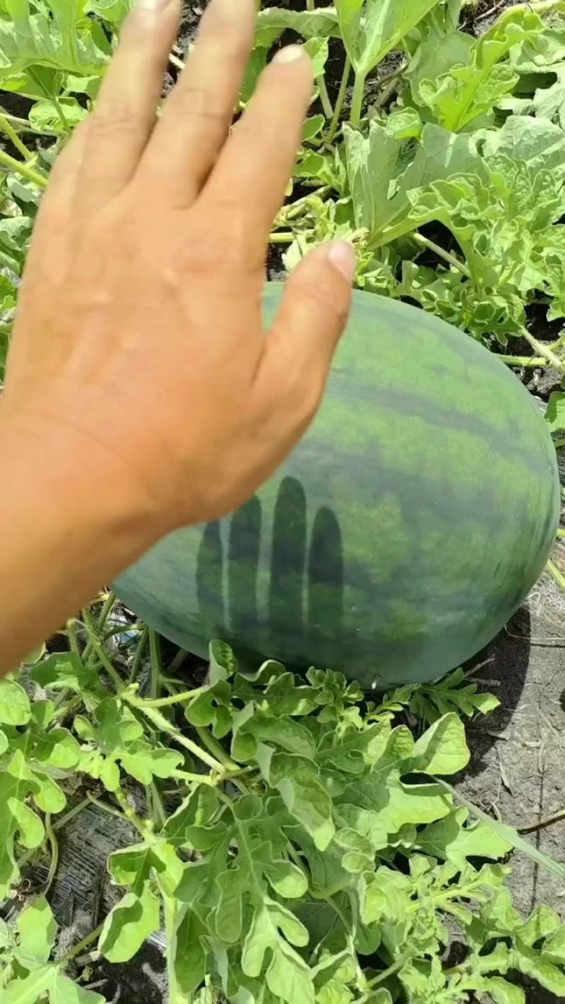 黑皮甜王
