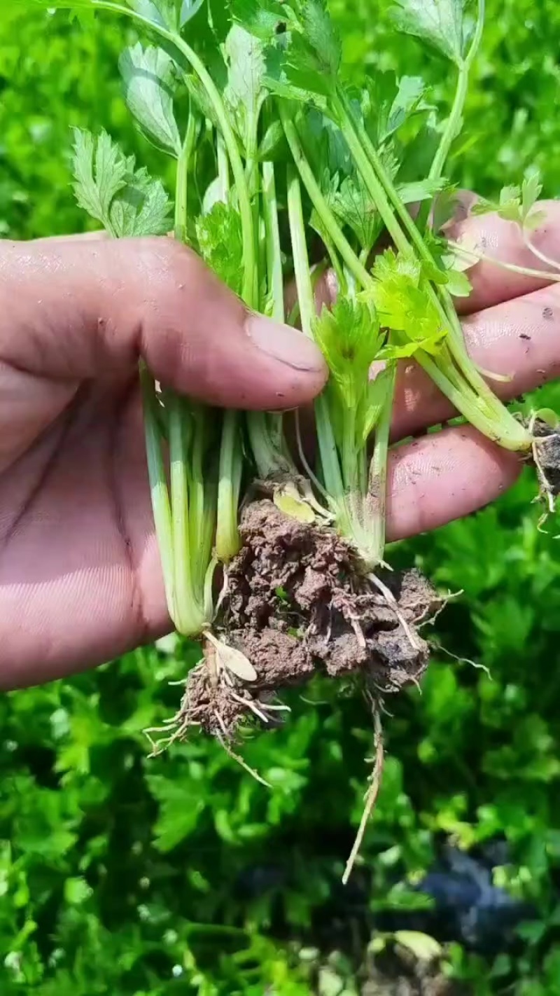 皇后西芹苗子