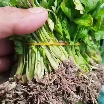 皇后西芹苗子