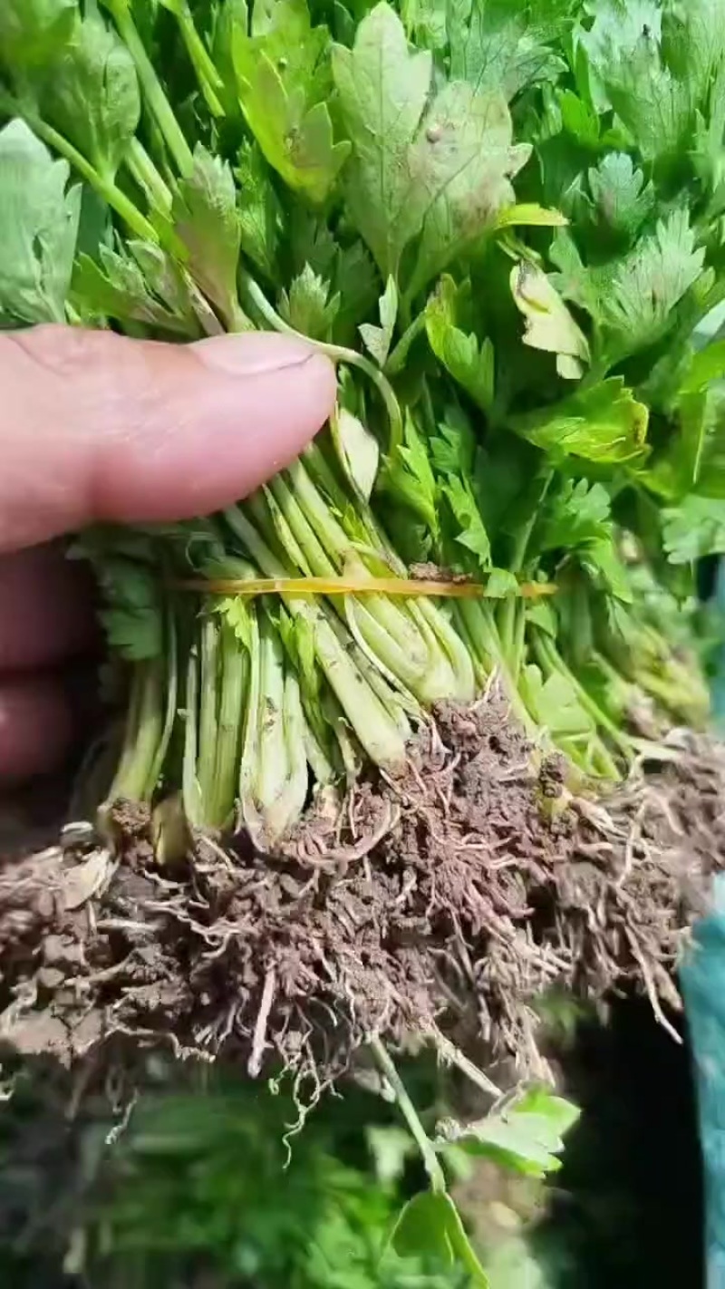 皇后西芹苗子