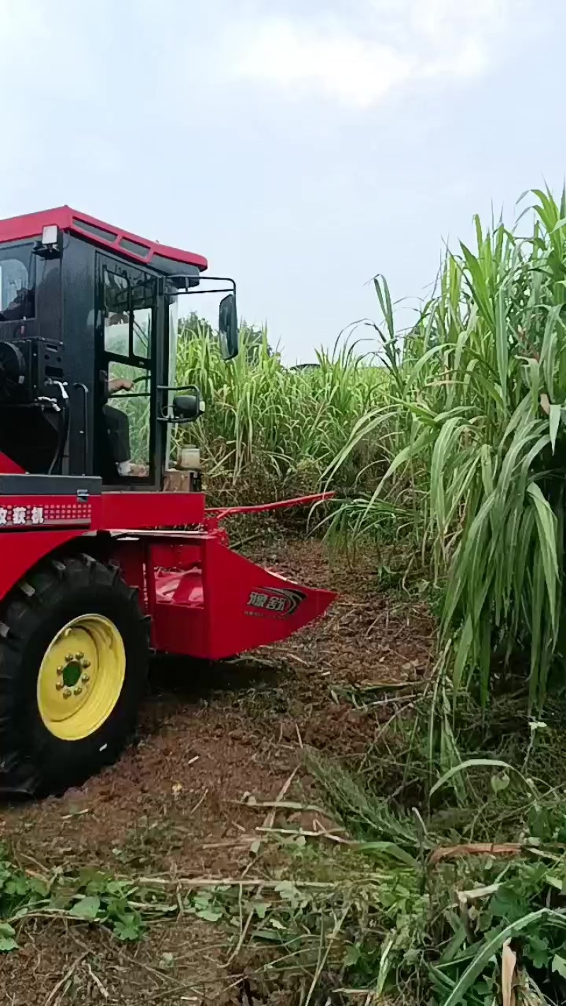 青储饲料甜象草