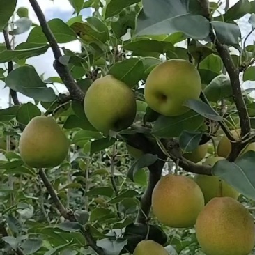 红梨