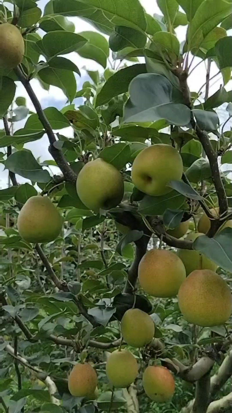 红梨