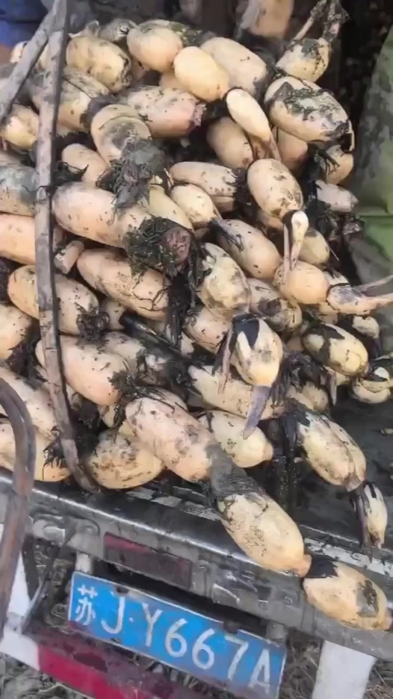 千亩藕塘，基地直发