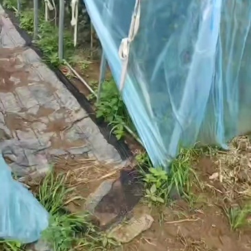 壶关旱地西红柿🍅