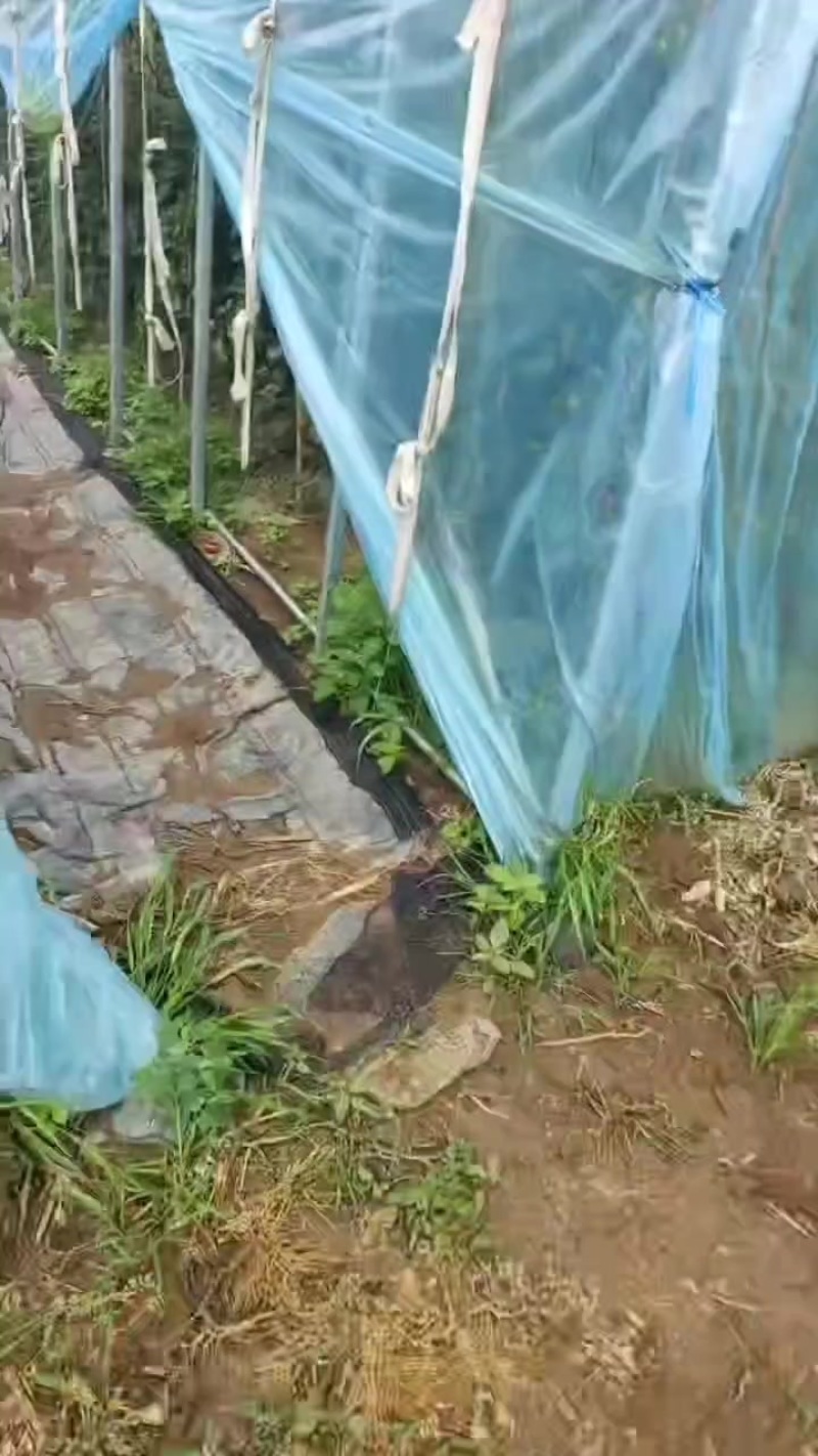 壶关旱地西红柿🍅
