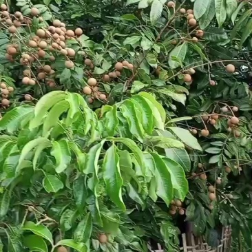 广西石硖龙眼