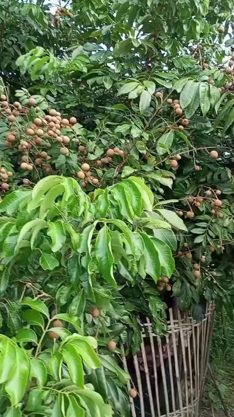 广西石硖龙眼