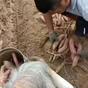 板栗红薯