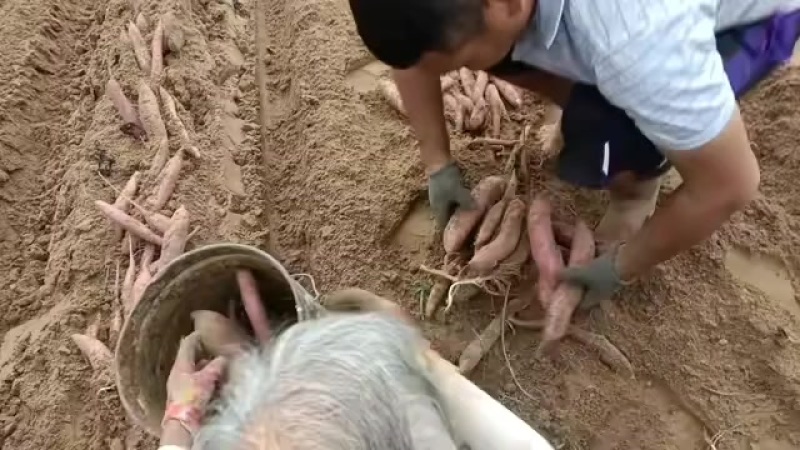 板栗红薯