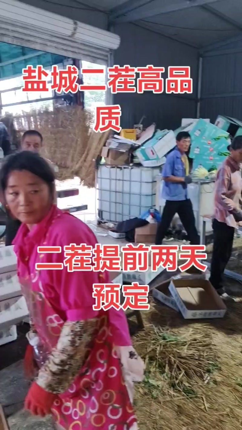 美都精品麒麟有籽