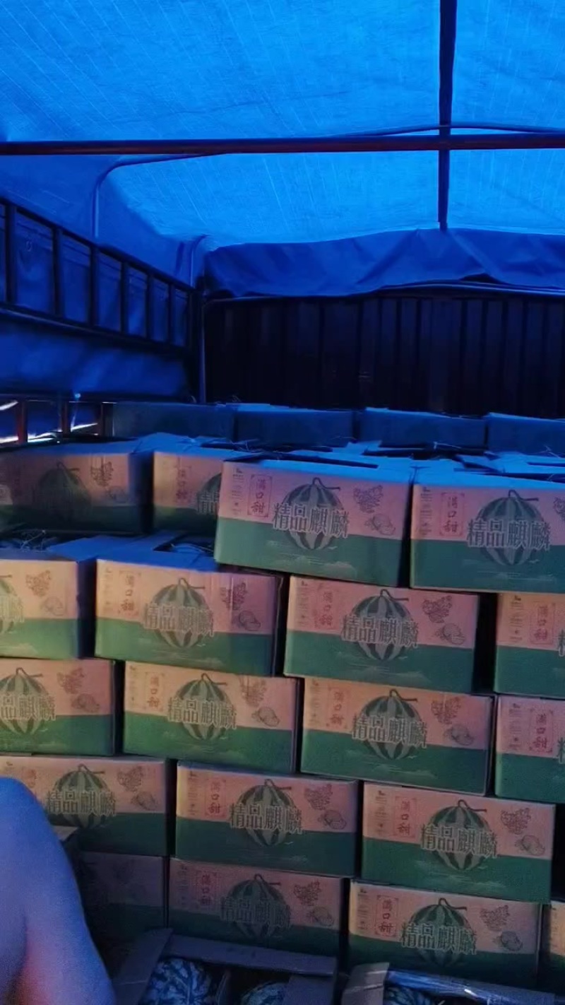 美都精品麒麟有籽