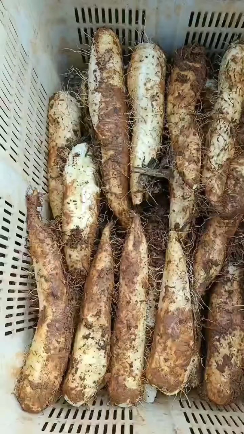 白玉山药