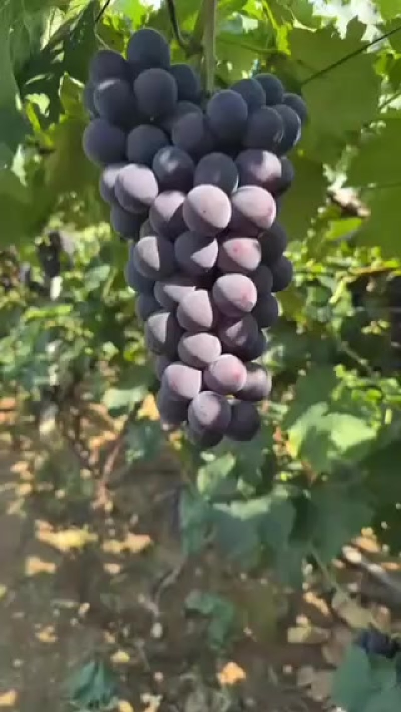 巨峰
