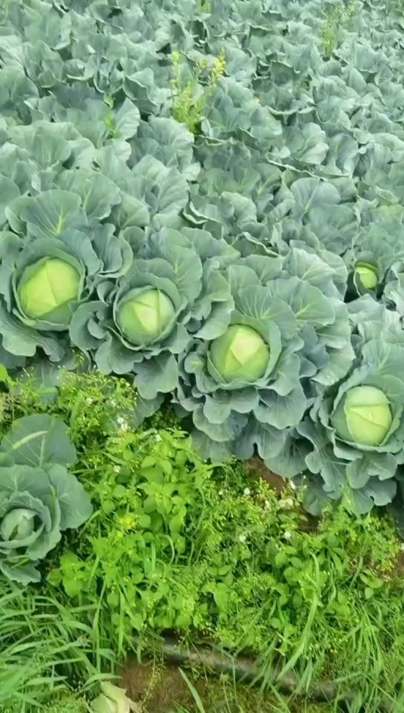 奥奇娜