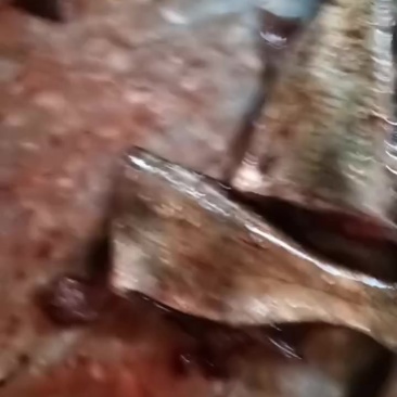 鱼尾