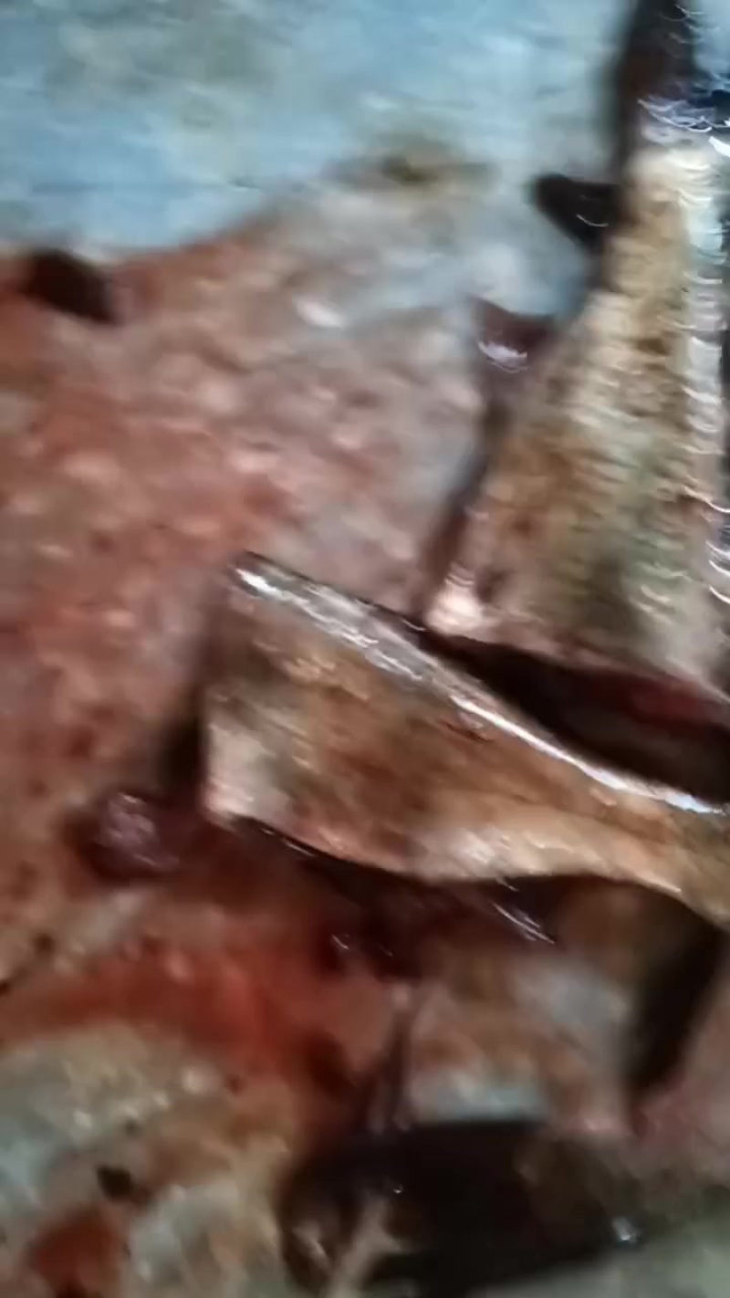 鱼尾