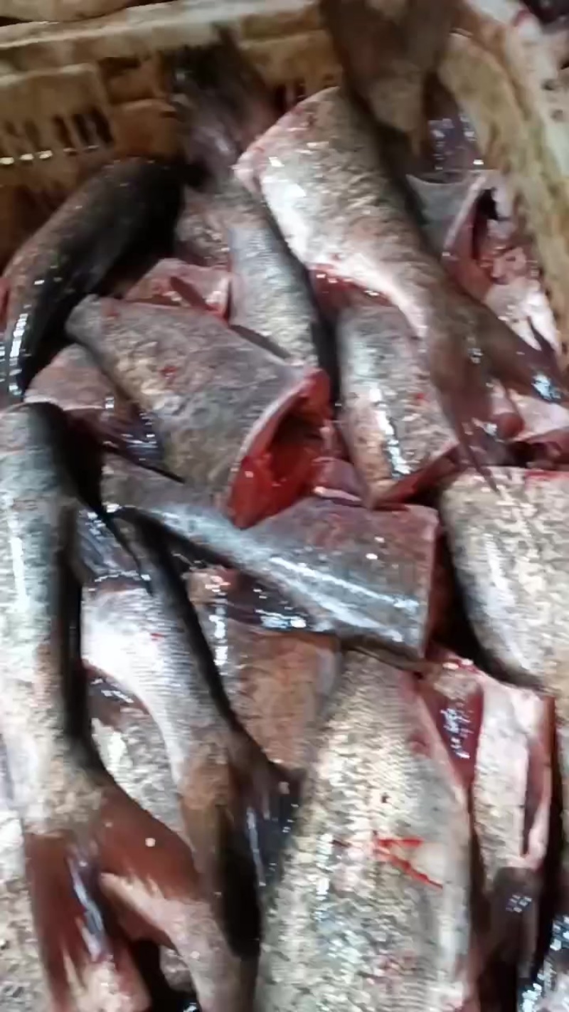鱼尾