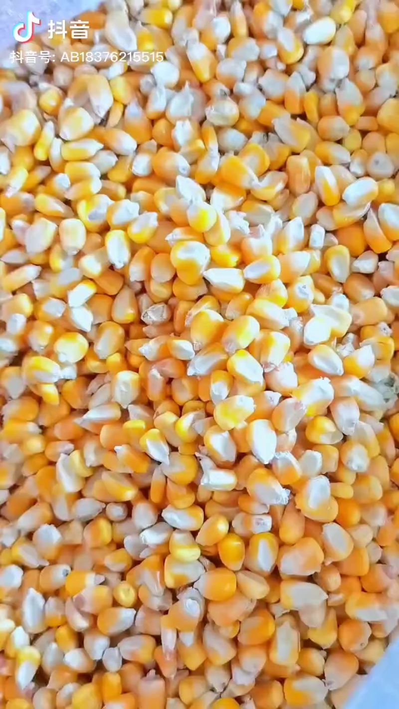 玉米