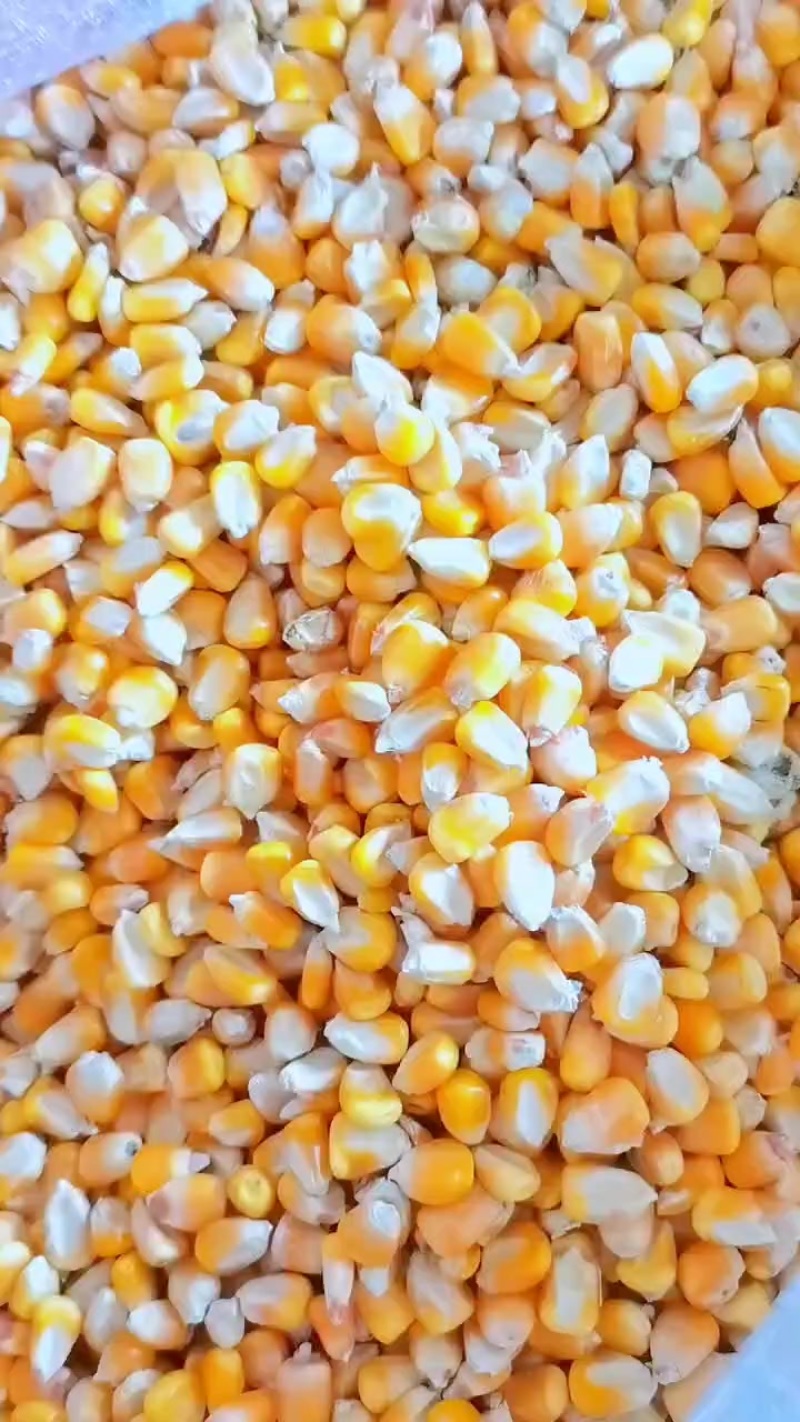 玉米