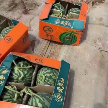 西瓜届的名媛瓜
