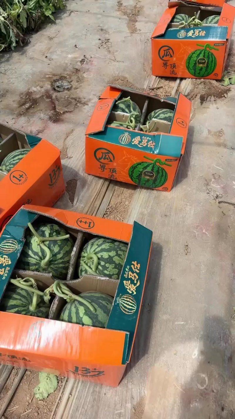 西瓜届的名媛瓜