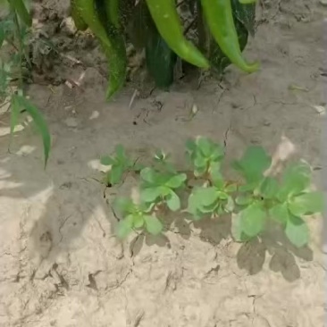 河南七寸红辣椒