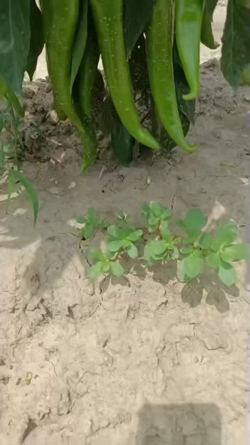 河南七寸红辣椒