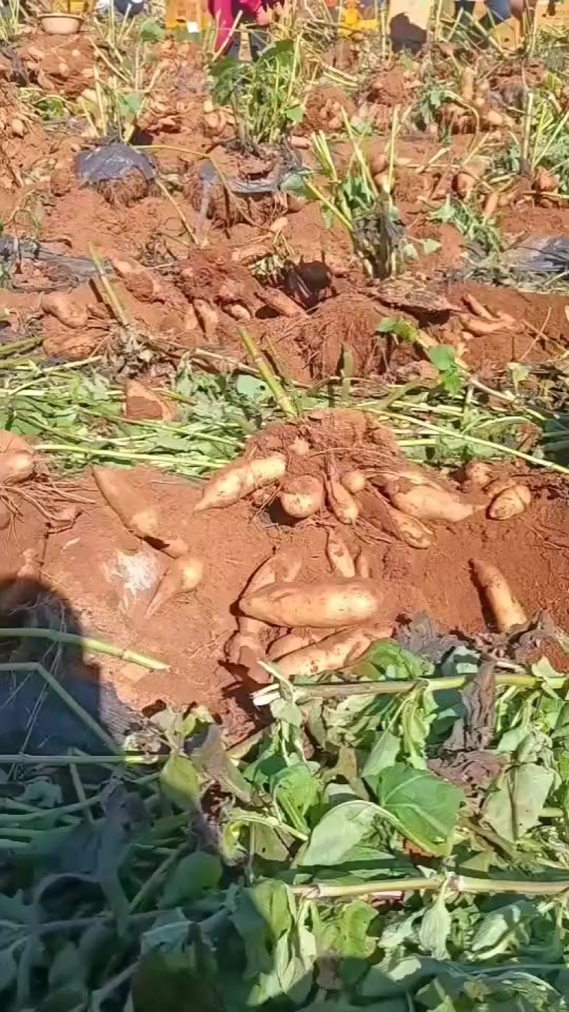 雪莲果