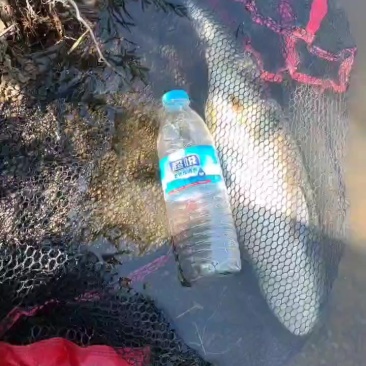 朝阳草鱼