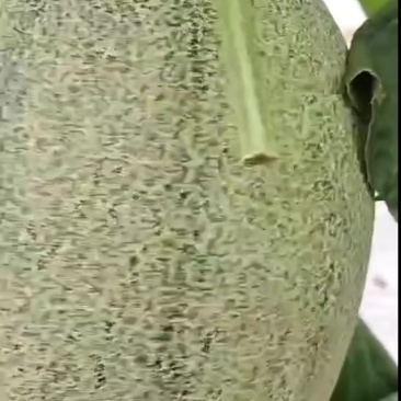 哈密瓜