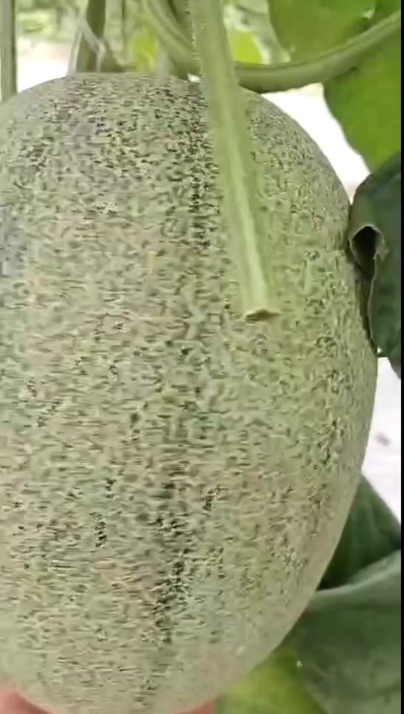 哈密瓜