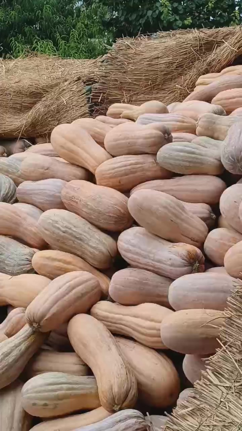 蜜本南瓜，好吃不贵，量大从优