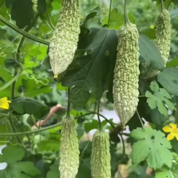 白苦瓜