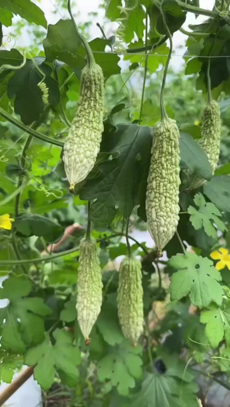 白苦瓜