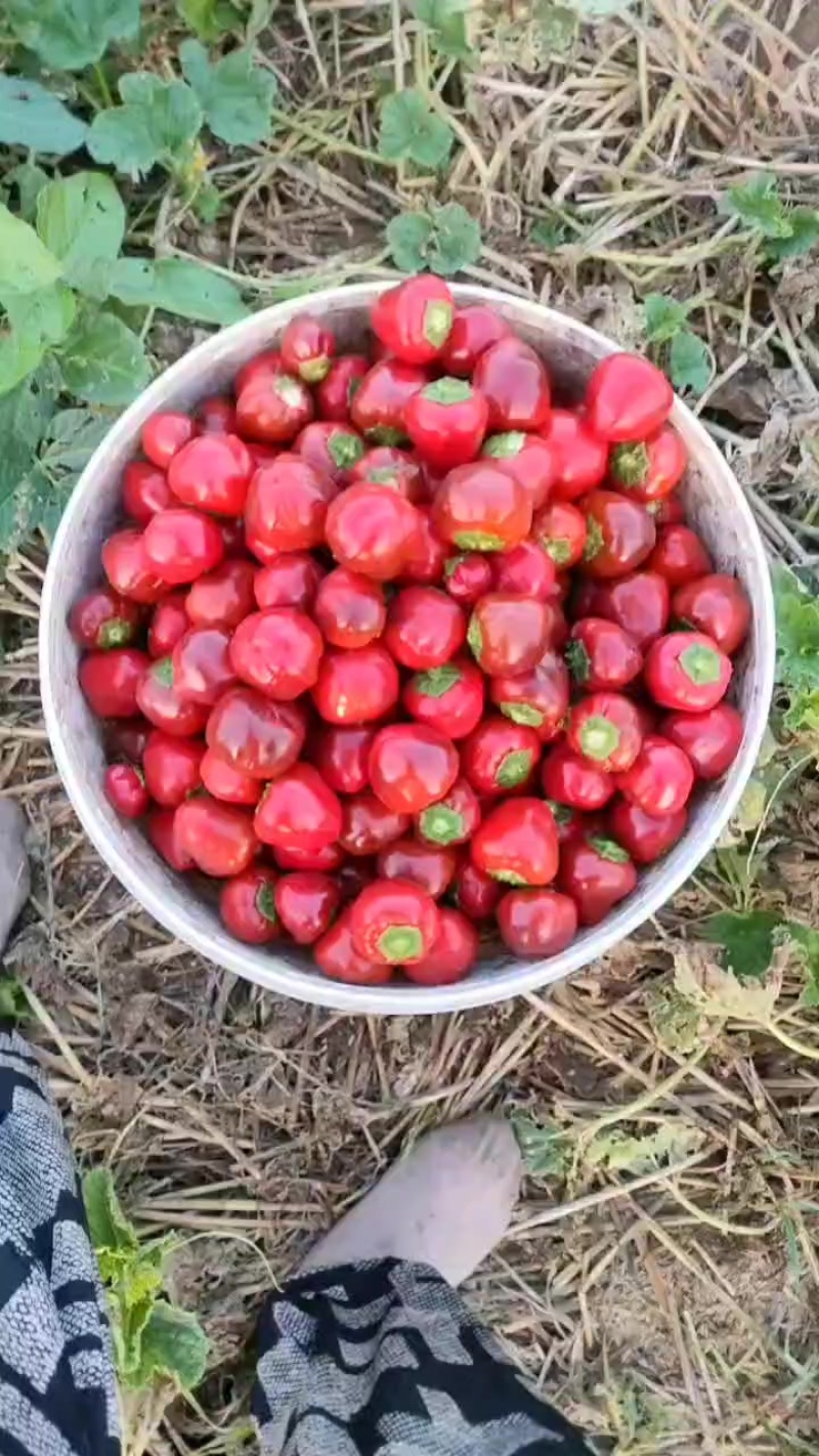 草莓椒