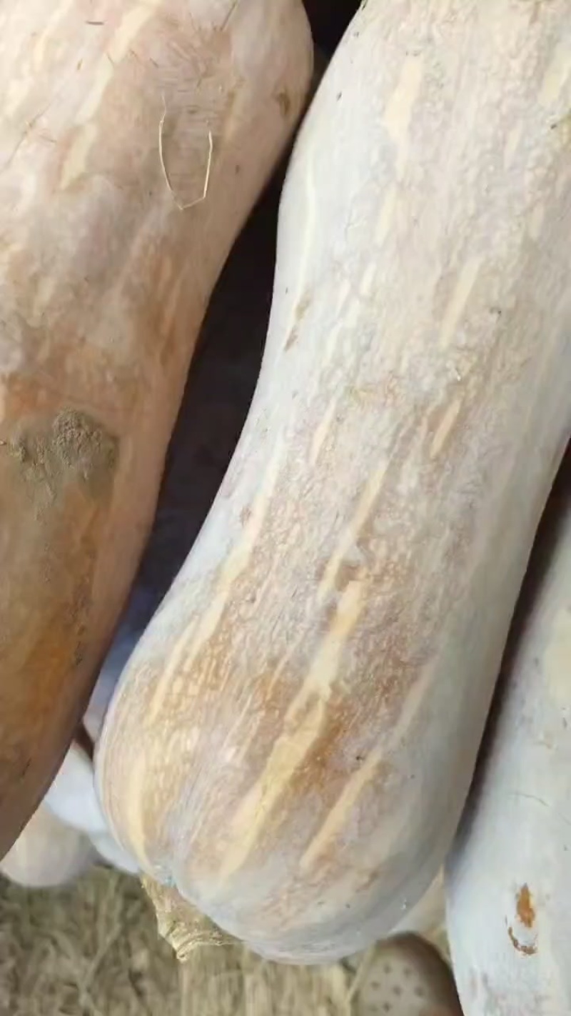 密本牛腿南瓜，自产自销，品质有保证