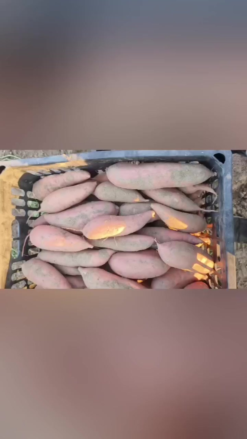 龙九开始大量出货