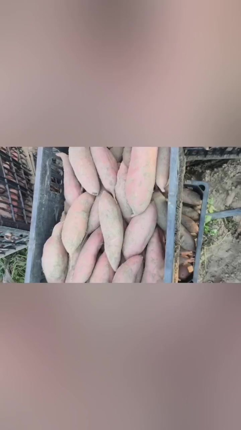 龙九开始大量出货