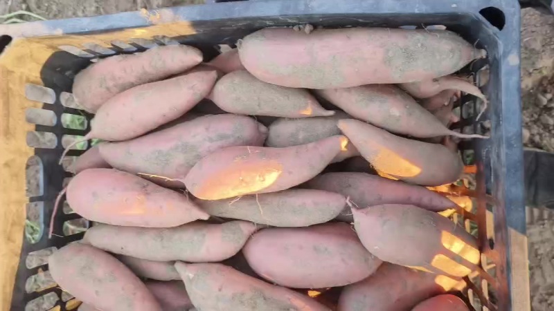 龙九开始大量出货
