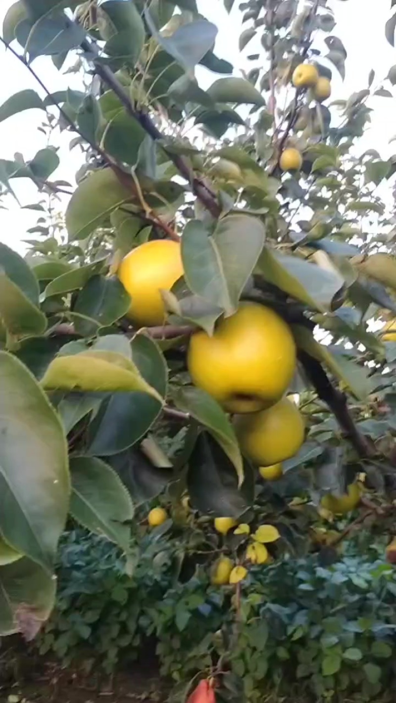 皇冠梨新开元的。