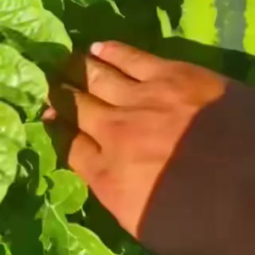 庆红大西瓜，嘎嘎甜
