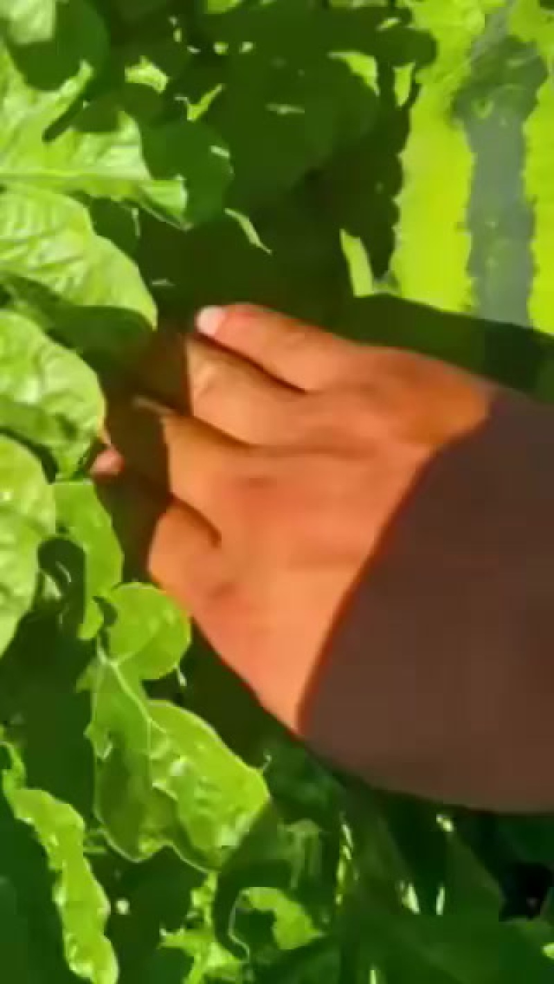 庆红大西瓜，嘎嘎甜