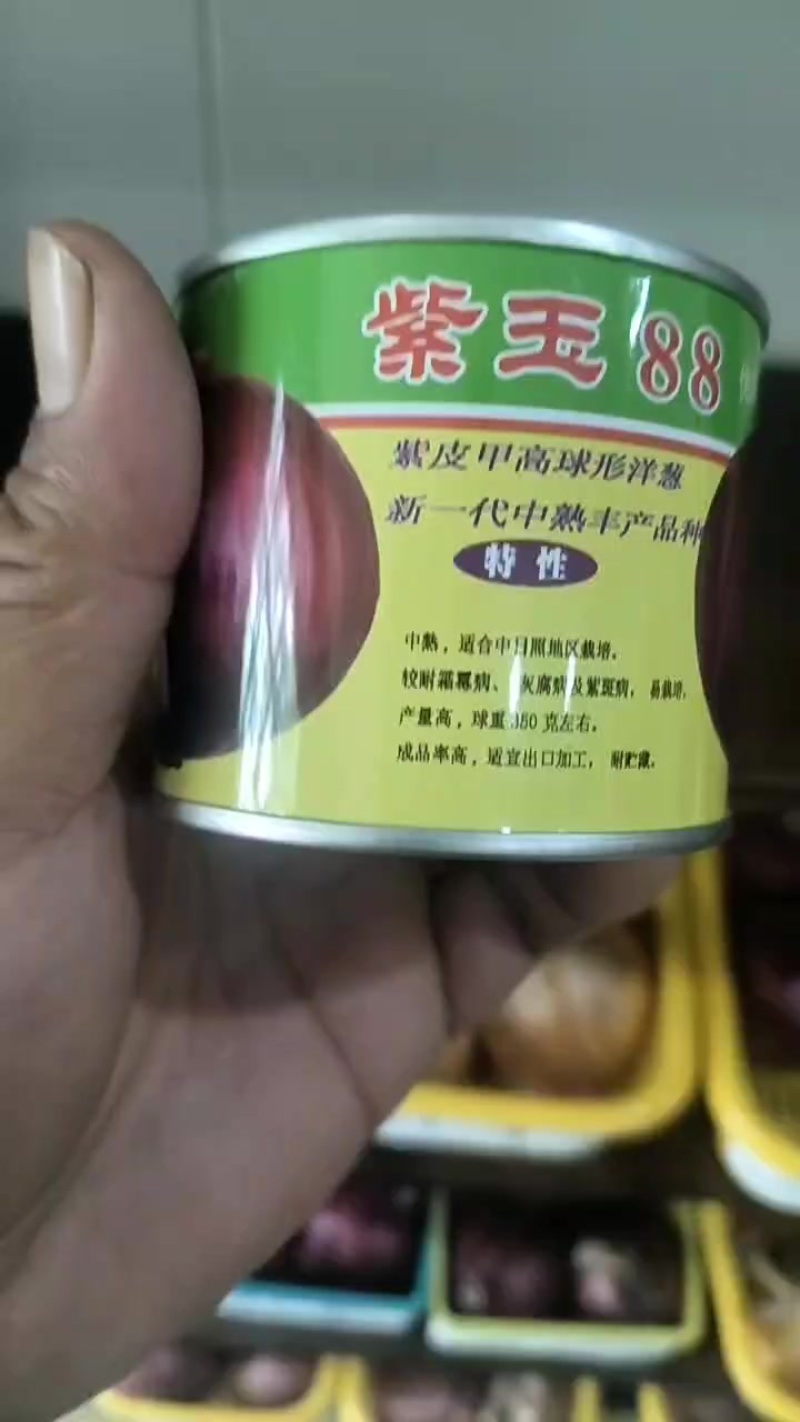 中日照洋葱种子