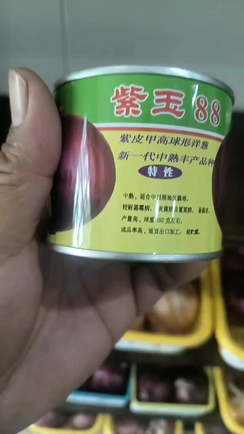 中日照洋葱种子