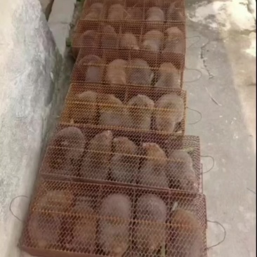 自家养的山鼠，三到四斤多，大量有货68一斤