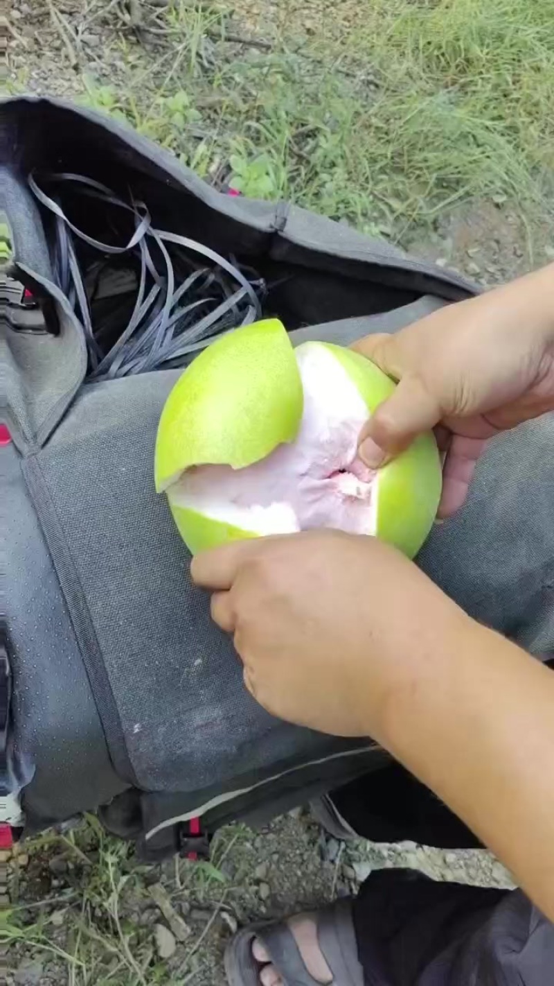 三红柚