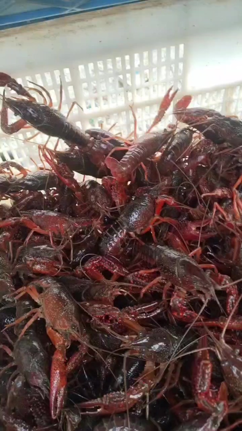 小龙虾